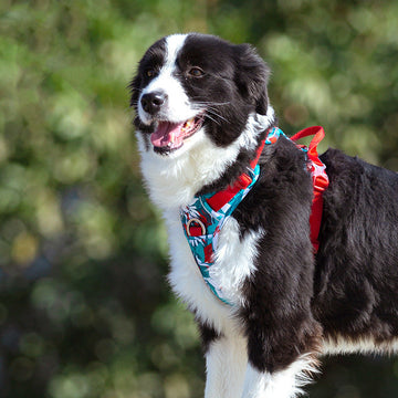 Adjustable Dog Harness with Safety Straps